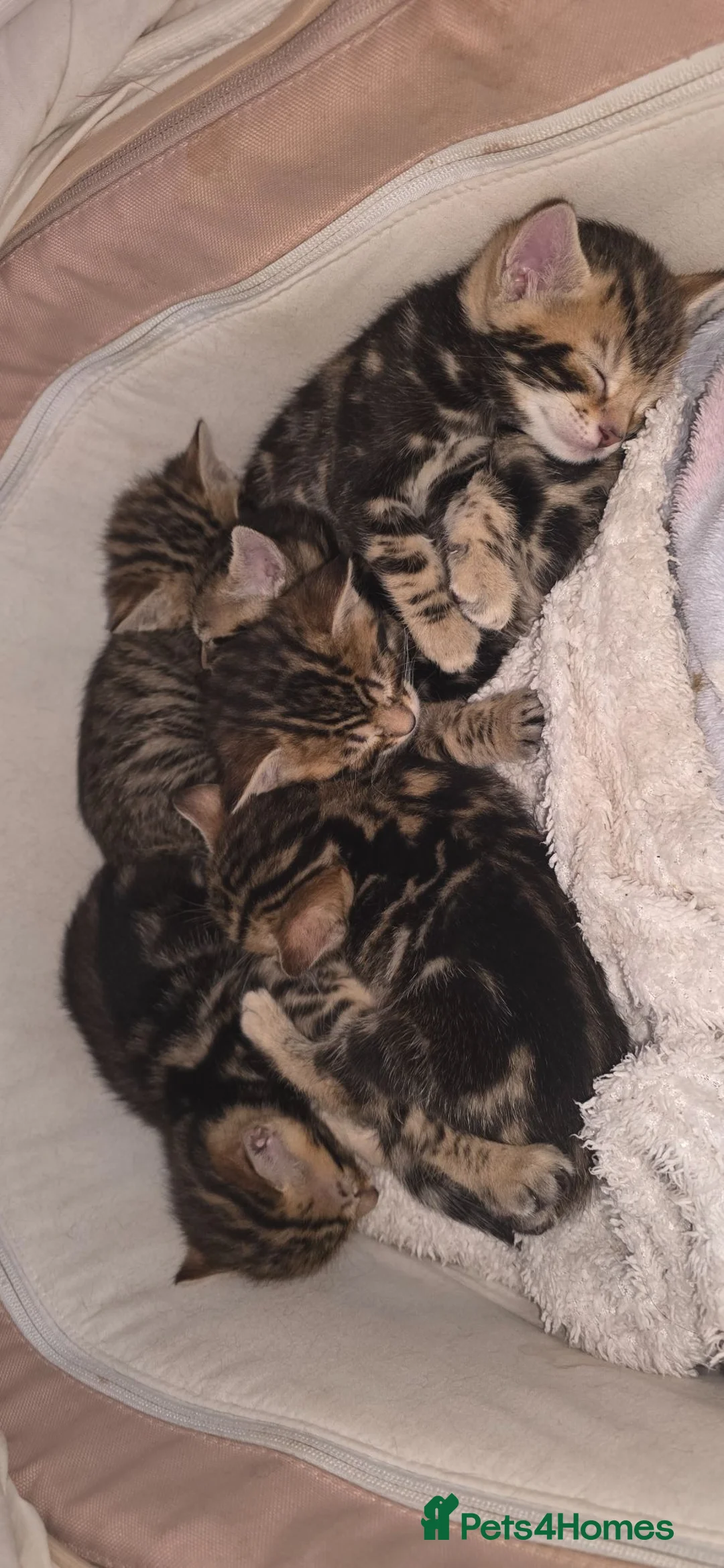 Bengal cats for sale: Beautiful Purebred Bengal Kittens - Advert 1
