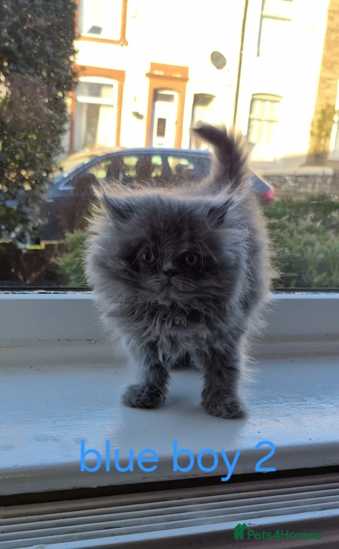 Persian cats for sale: Beautiful Persian babies - Advert 11