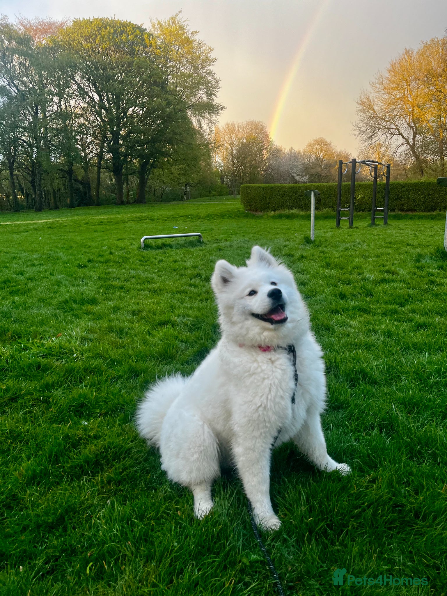 Samoyed dogs Samoyed 6 Months - Advert 2