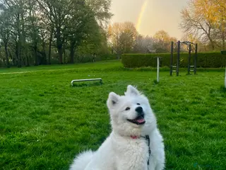 Samoyed dogs Samoyed 6 Months - Advert 2