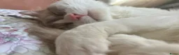 Ragdoll cats for sale: 3-year-old Ragdoll girl and boy to be rehomed in Swansea - Advert 7