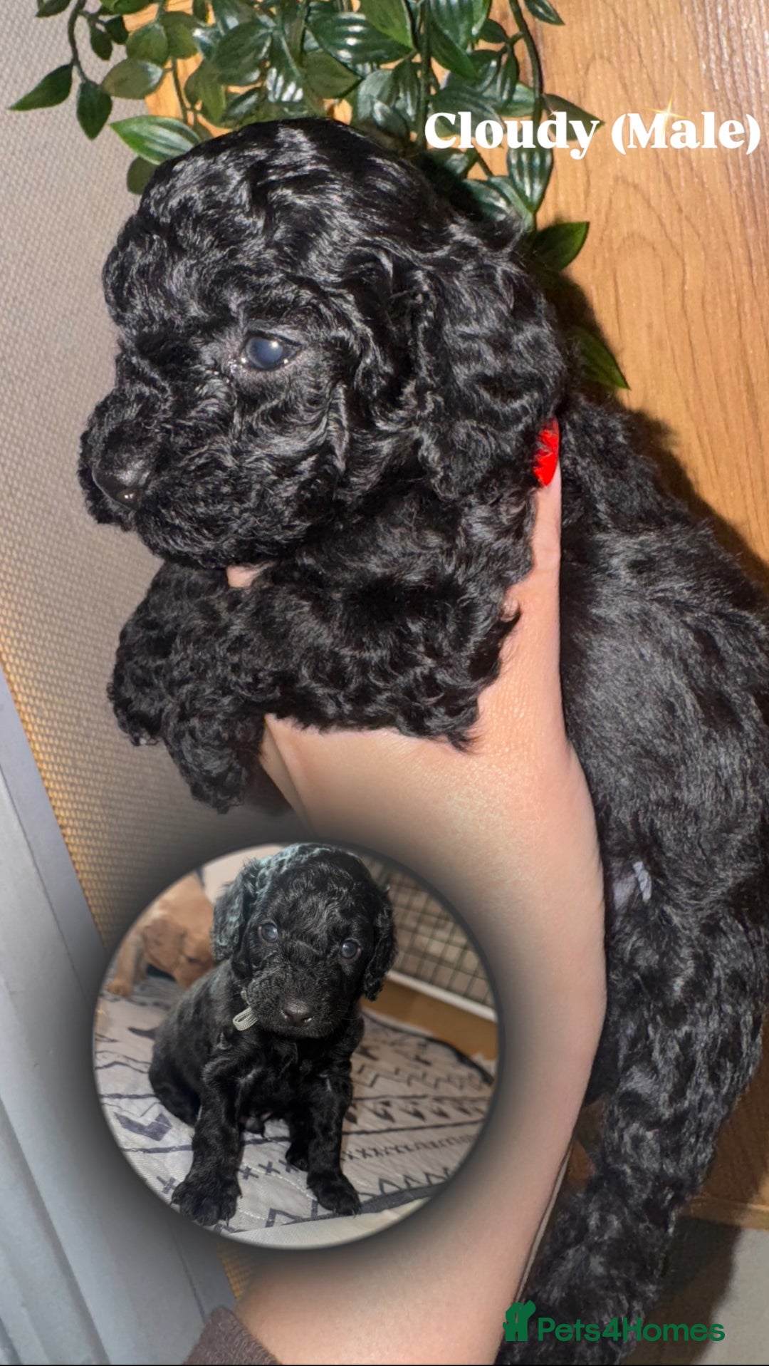Cockapoo dogs for sale: 6 Stunning Cockapoos ✨ AVAILABLE NOW ✨ in Stalybridge - Image 6