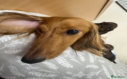 Miniature Dachshund dogs for sale: Amazing Champ Bloodlines Mini Dachshunds ✨ - Image 29