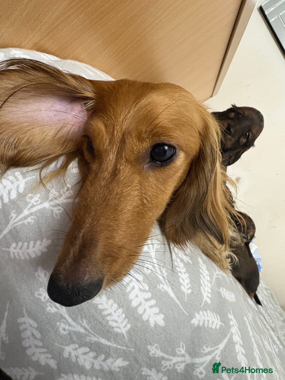Miniature Dachshund dogs for sale: Amazing Champ Bloodlines Mini Dachshunds ✨ - Image 29