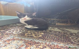 Domestic Shorthair cats for sale: 2 male kittens - Image 2