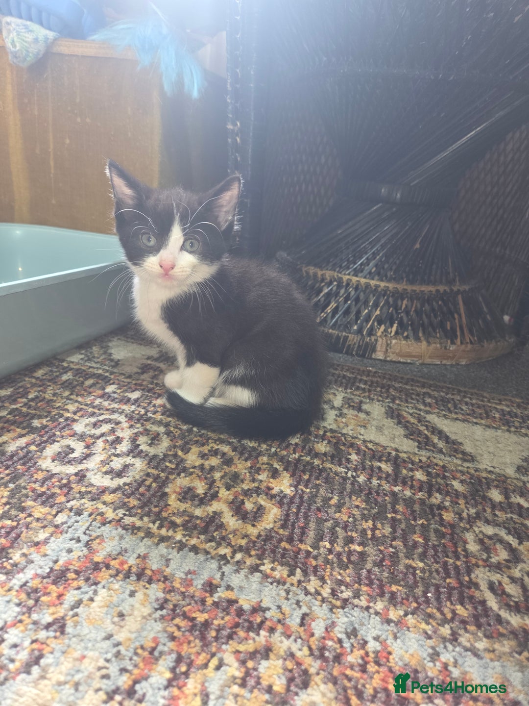 Domestic Shorthair cats for sale: 2 male kittens - Image 2