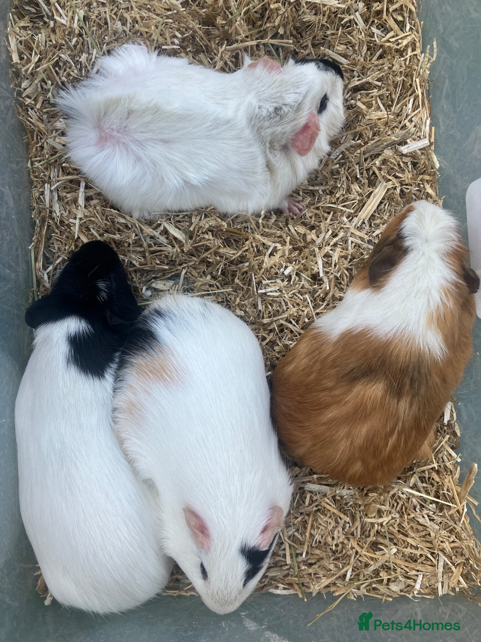 Guinea Pig rodents Male guinea pigs for sale  - Advert 1
