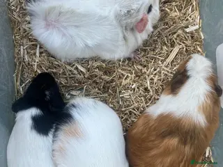 Guinea Pig rodents Male guinea pigs for sale - Advert 1