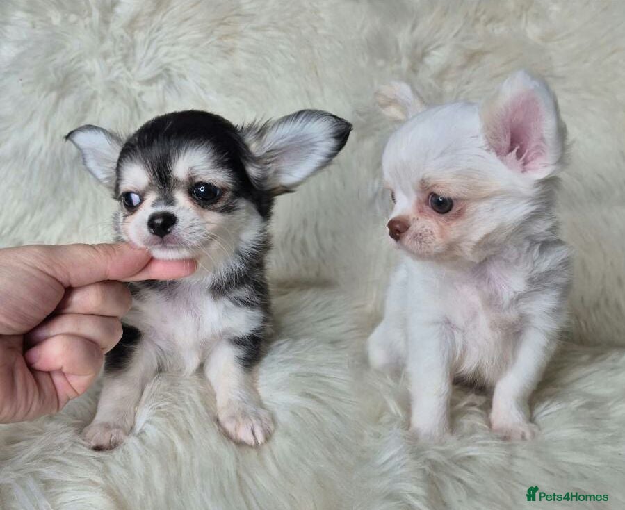 Chihuahua dogs KC registered chihuahua puppies  - Advert 8