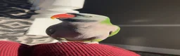 Parrots birds for sale: Derbyan and alexandrine parrot in Derby - Advert 3