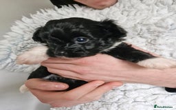 Mixed Breed dogs for sale: Papipoo puppies. DNA health tested parents  - Image 3