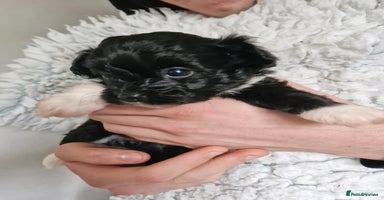 Mixed Breed dogs - Advert 7