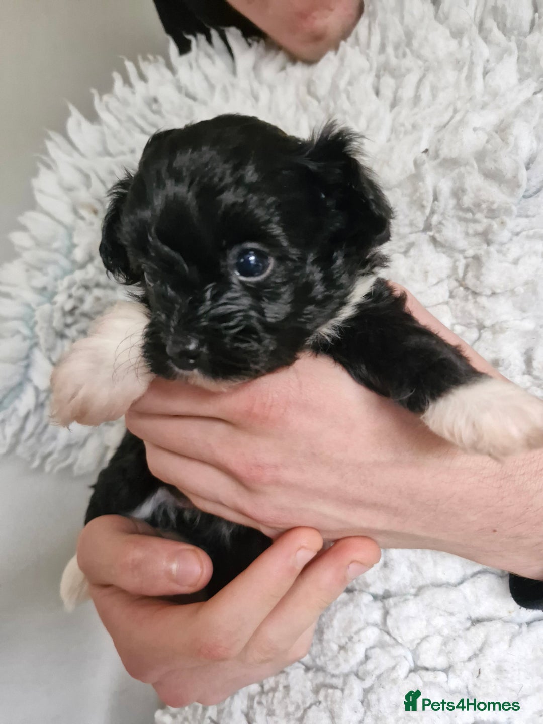 Mixed Breed dogs for sale: Papipoo puppies. DNA health tested parents  - Image 3