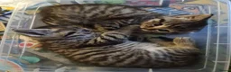 Mixed Breed cats for sale: 2 Male kittens Siamese Tabby mix in Hastings - Advert 4