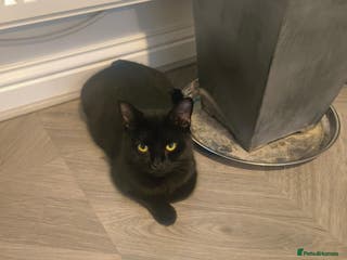 Domestic Shorthair cats Domestic short hair and long hair - Advert 8