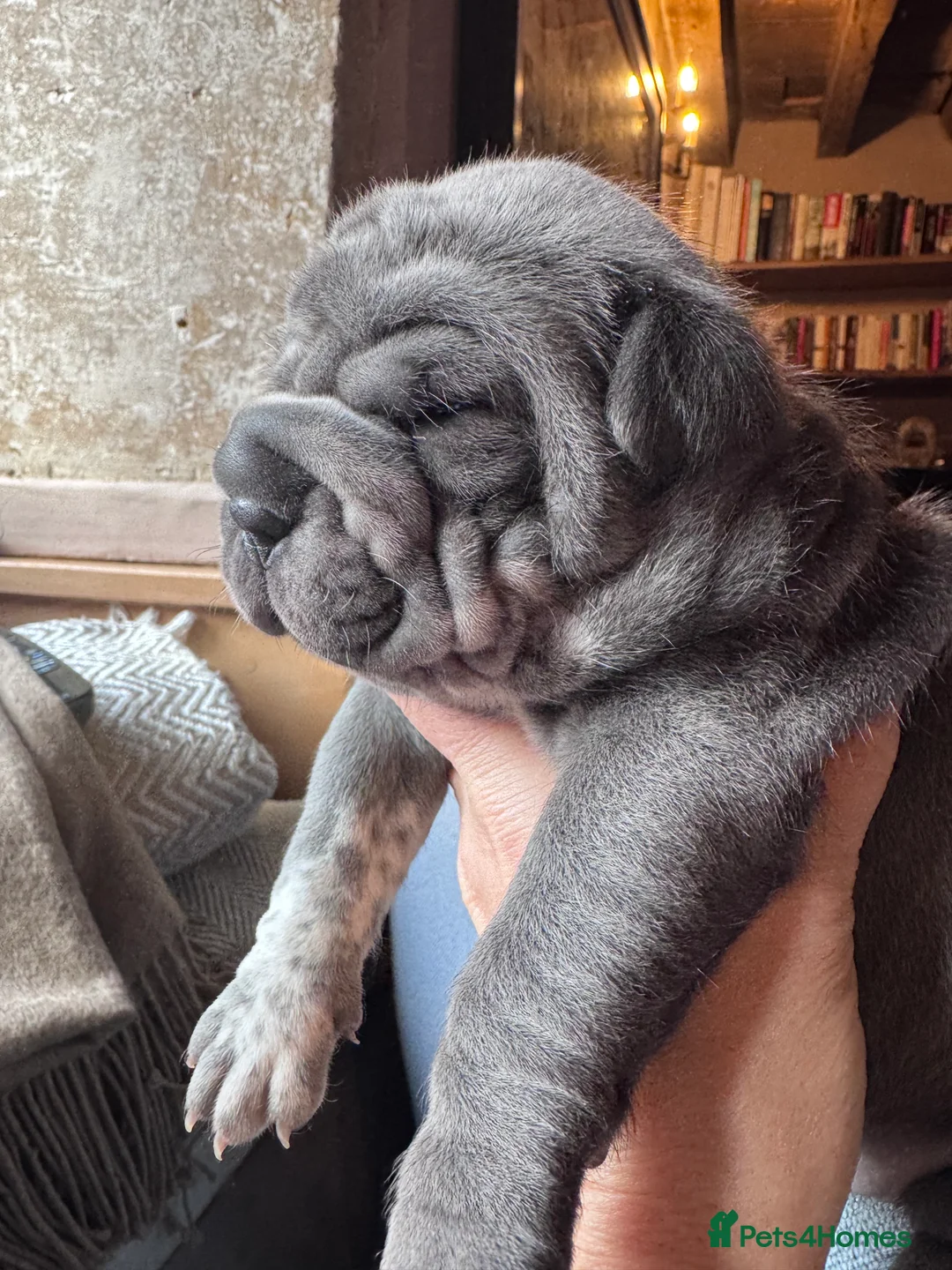 Shar Pei dogs for sale: Stunning Bullpei Puppies (Sharpei/English Bulldog) - Advert 2