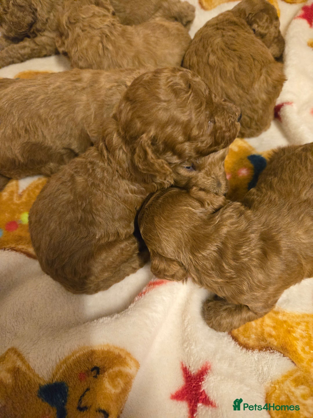 Toy Poodle dogs for sale:  Red toy poodles  - Advert 10