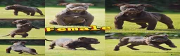 Olde English Bulldogge dogs for sale: 23 years Professionals 5⭐️Rated Licensed.  - Advert 4