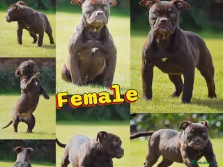 Olde English Bulldogge dogs 23 years Professionals 5⭐️Rated Licensed. - Advert 13