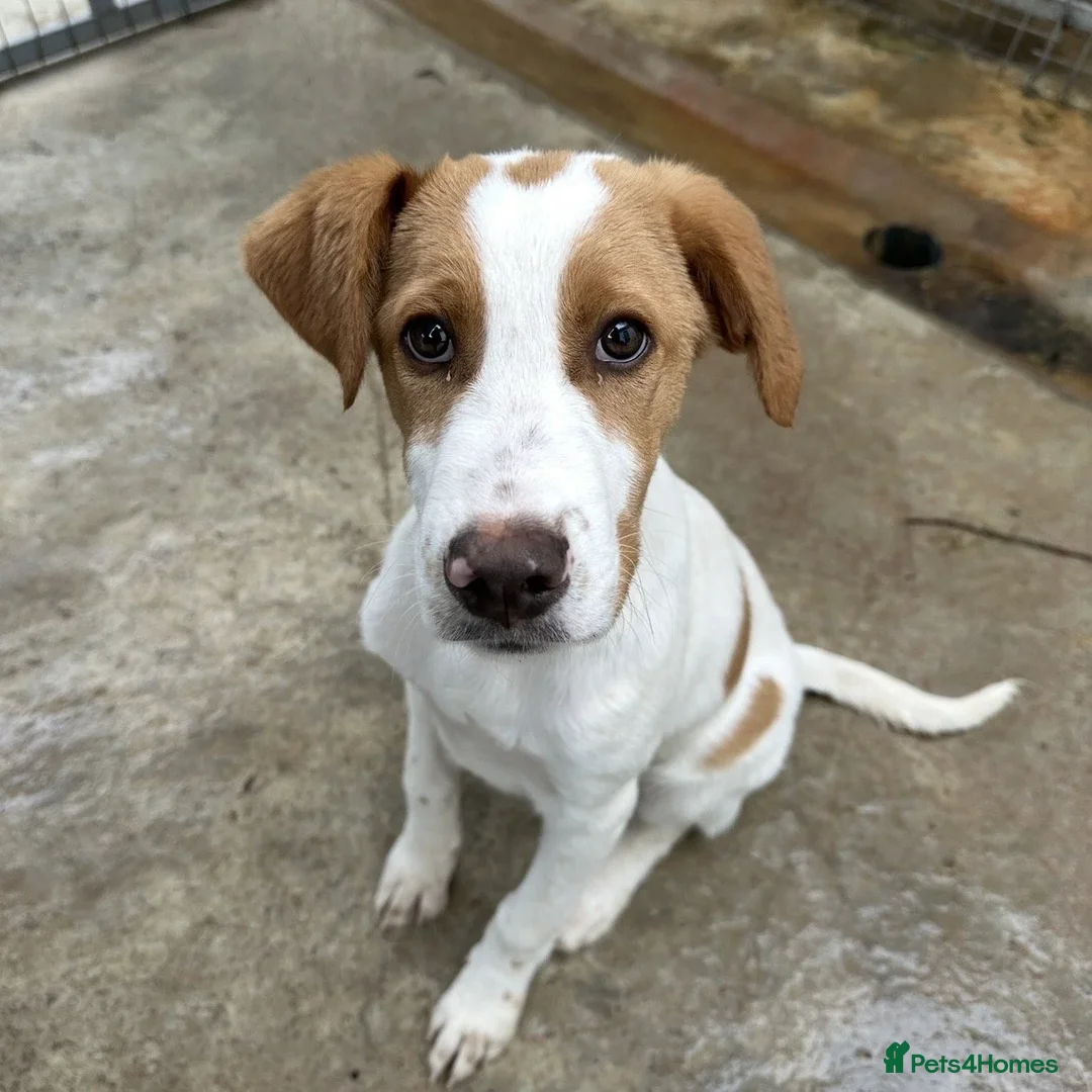 Mixed Breed dogs for adoption: Merlin - Advert 11