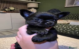 Chihuahua dogs for sale: Chihuahuas  - Image 6