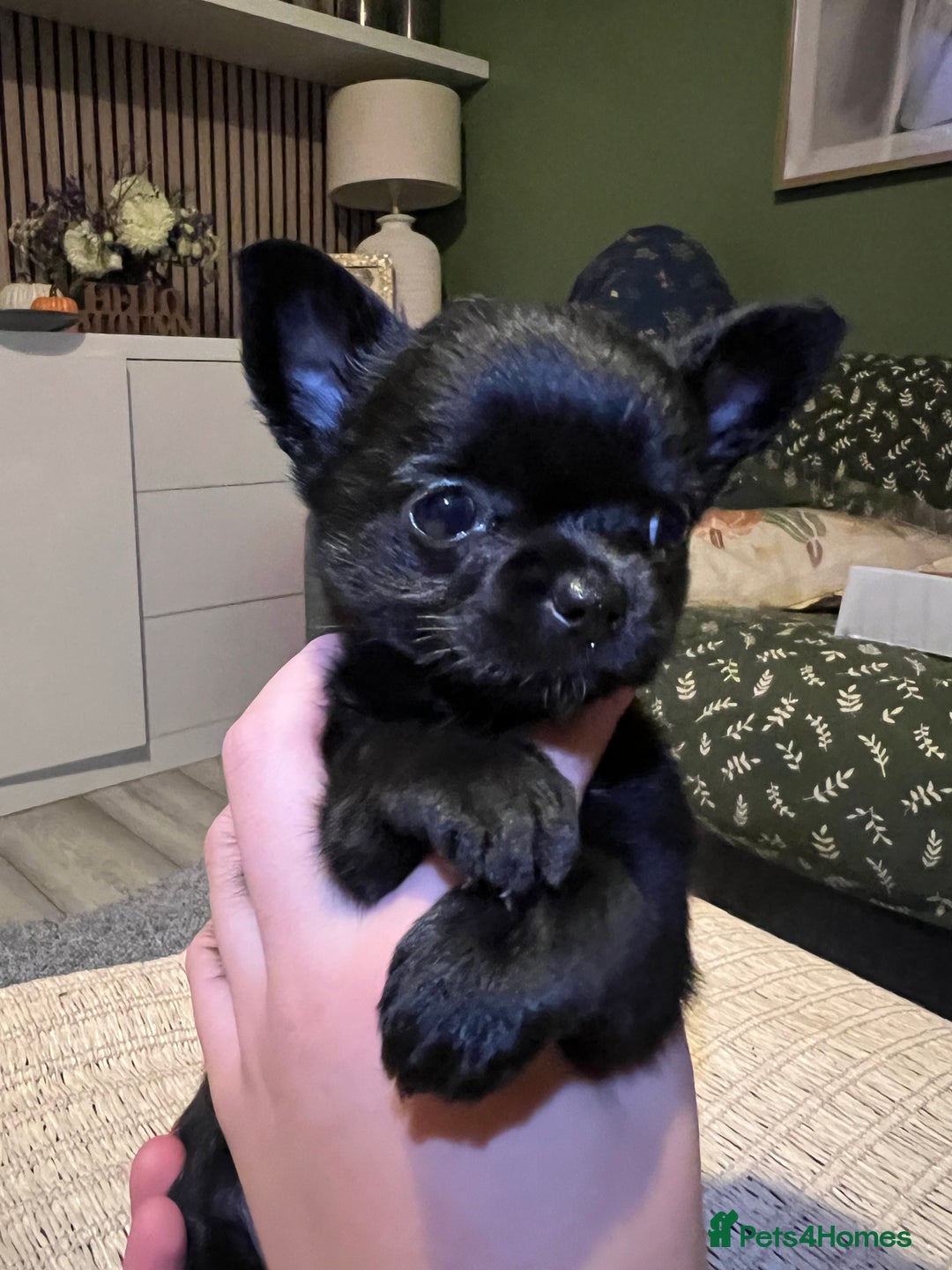 Chihuahua dogs for sale: Chihuahuas  - Image 6