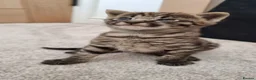 Savannah cats for sale: Huge F2 Savannah Male Kitten! - Advert 3