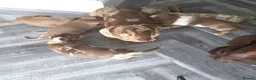 Miniature Dachshund dogs for sale: Lovely Miniature Dachshund Puppies in Bath - Advert 2