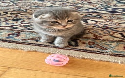 Scottish Fold cats for sale: Kittens for sale  - Image 2