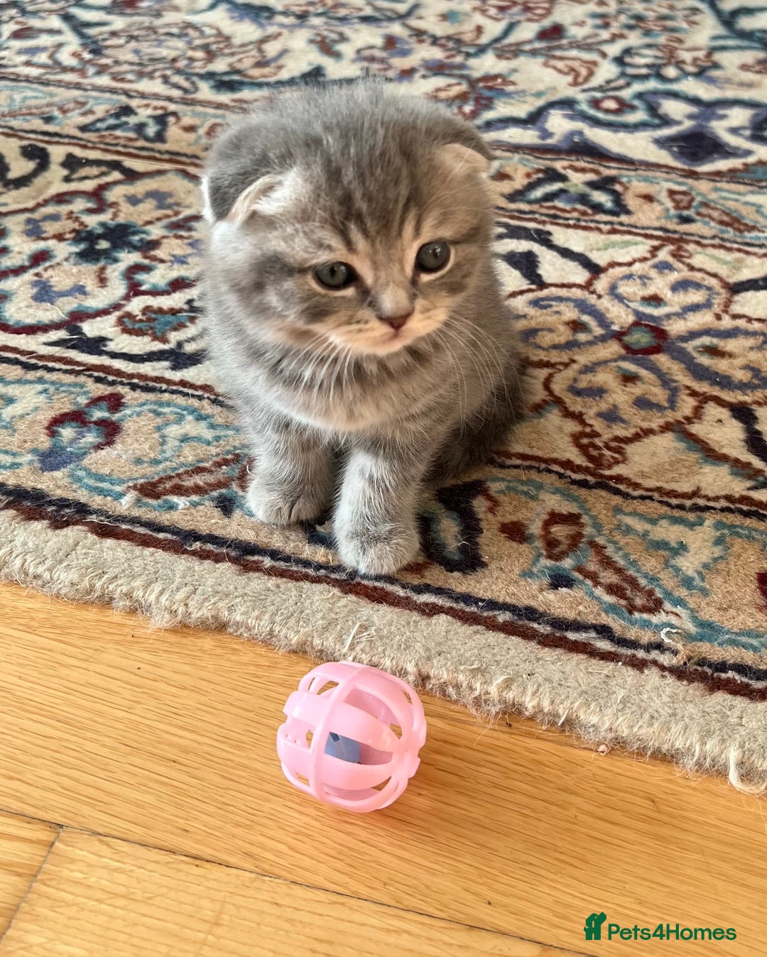 Scottish Fold cats for sale: Kittens for sale  - Image 2
