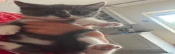 Mixed Breed cats for sale: READY NOW - Advert 7