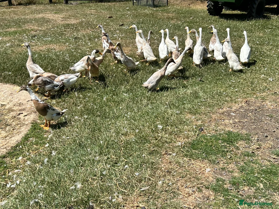 Ducks poultry for sale: Indian Runner Duck Hatching Eggs - Advert 2