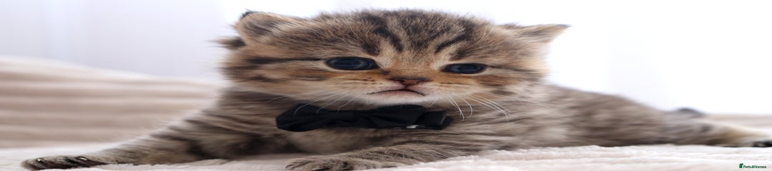 British Shorthair Kitten 3