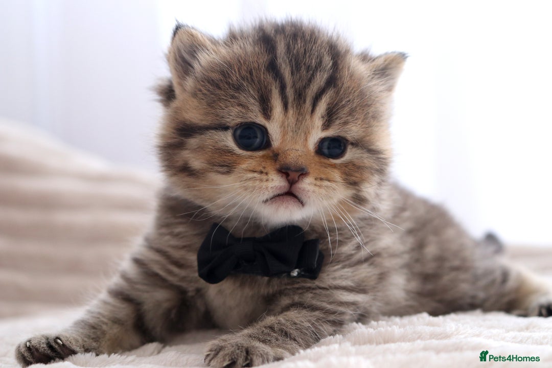 British Shorthair cats for sale: 🎄 British Shorthair - Ready 21 December - Image 15