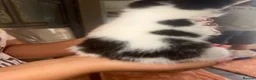 Mixed Breed cats for sale: Girl kitten for sale  - Advert 6