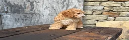Cockapoo dogs for sale: Full Health tested Amazing obedience champion  - Advert 12