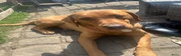 Labrador Retriever dogs for sale: Red fox Labrador  - Advert 4