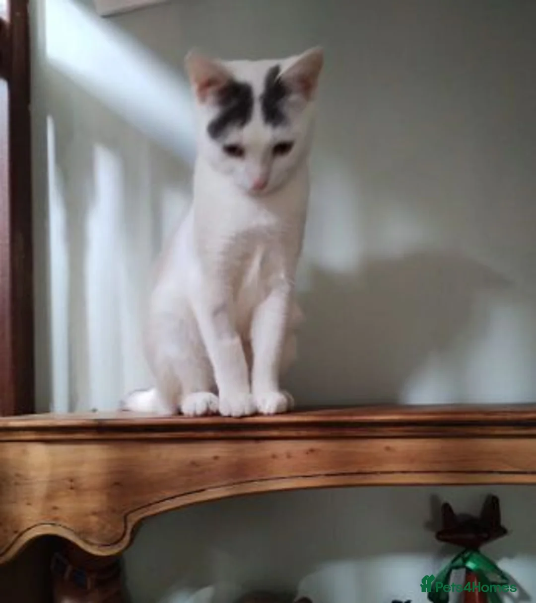 Mixed Breed cats for adoption: LILLY - Advert 2