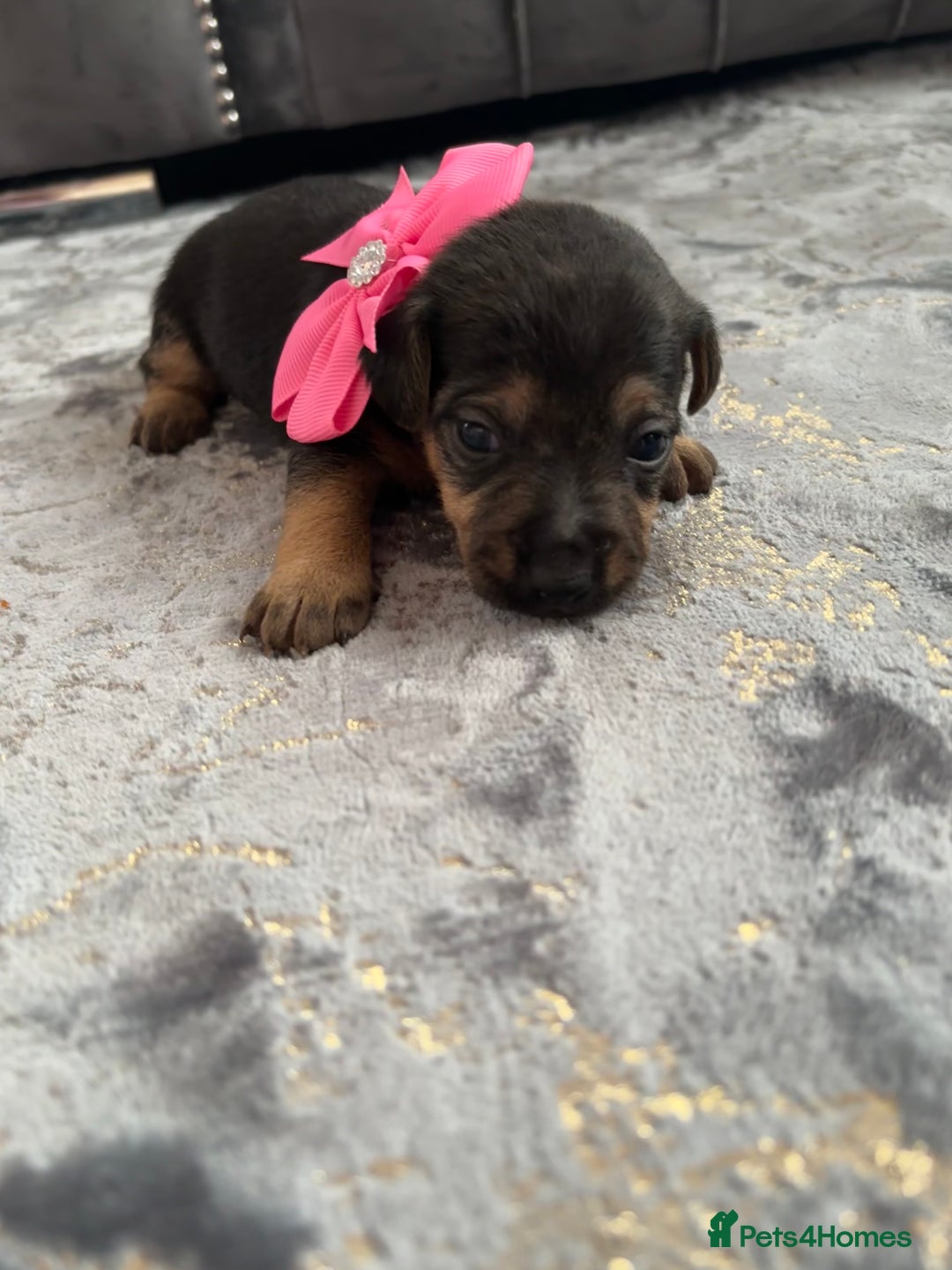 Jack Russell dogs for sale: One boy and one girl Jack Russell left  - Image 24