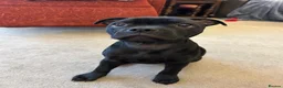 Staffordshire Bull Terrier dogs for sale: KC Registered Staffordshire Bull Terrier Pup - Advert 8
