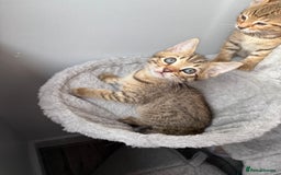 Bengal cats for sale: 2 bengal kittens left for sale to loving home - Image 12