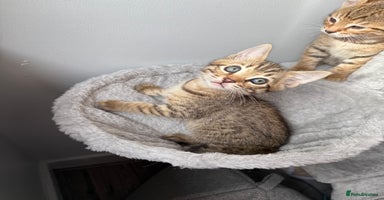Bengal cats - Advert 15