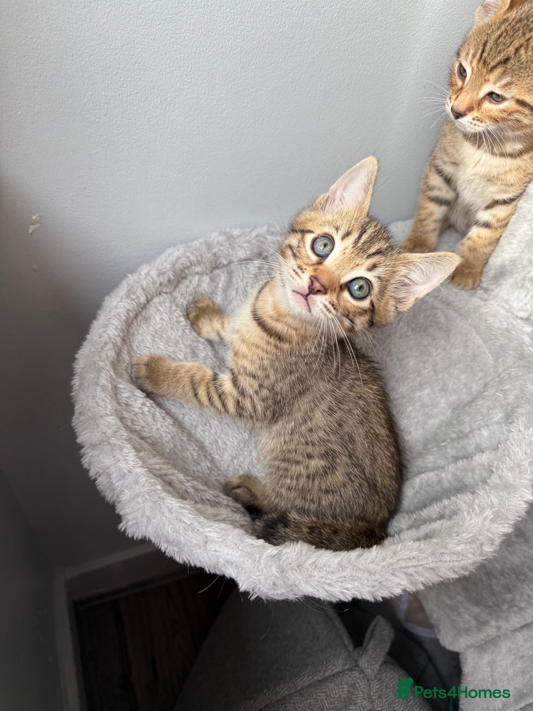 Bengal cats for sale: 2 bengal kittens left for sale to loving home - Image 12