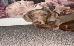 Miniature Dachshund dogs for sale: 5 month old miniature dachshund  - Image 2