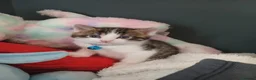 Domestic Shorthair cats for sale: 2 little beautiful boys. - Advert 5