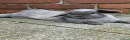 Mini Lop rabbits for sale: Smoke pearl doe available  - Advert 1