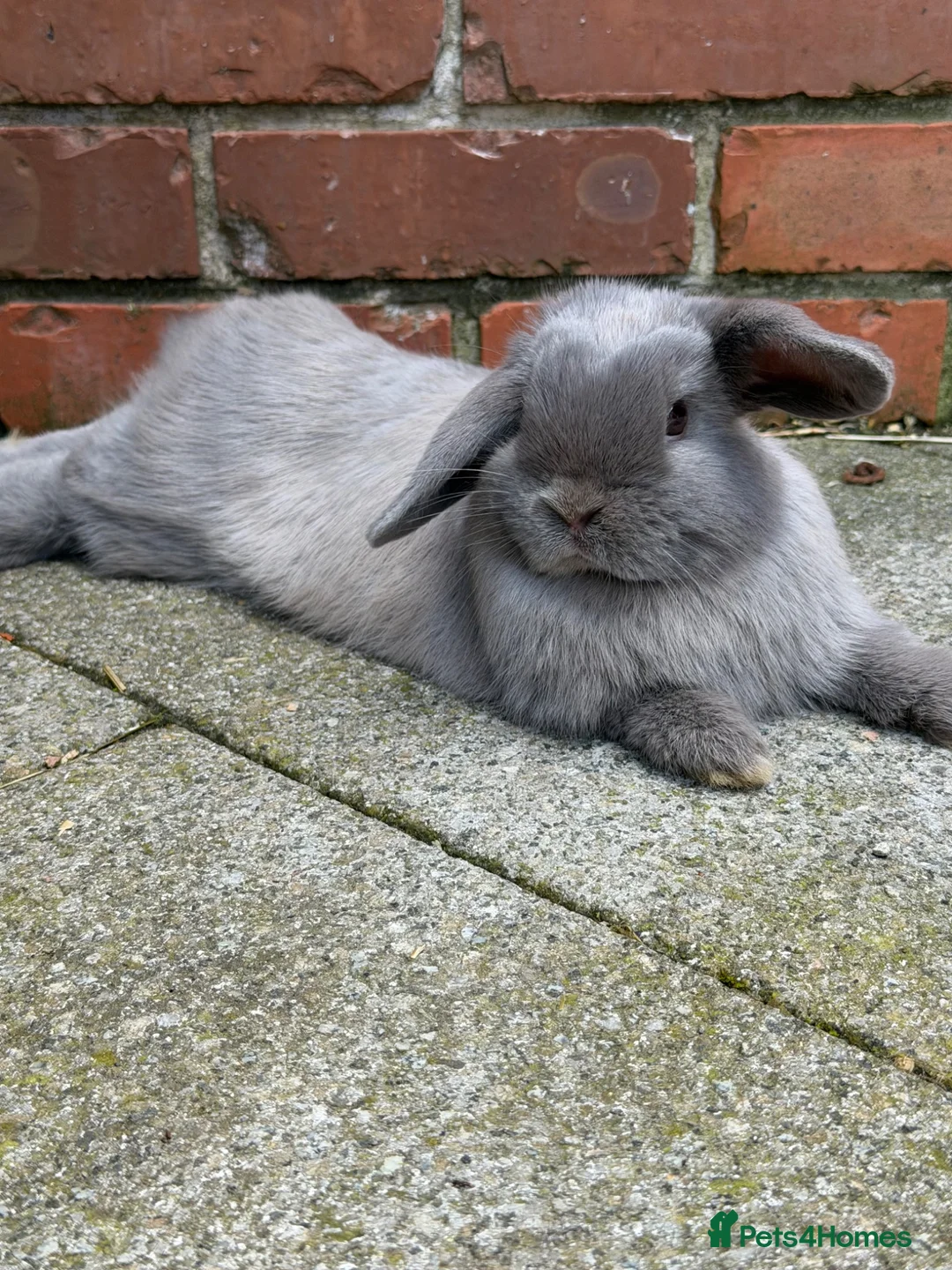 Mini Lop rabbits for sale: Smoke pearl doe available  - Advert 1