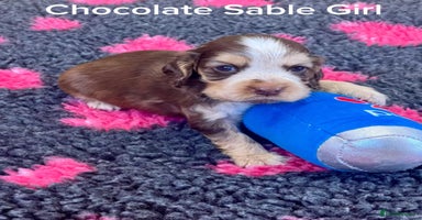 Cocker Spaniel dogs - Advert 3