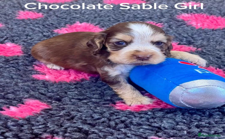 Cocker Spaniel dogs - Advert 4