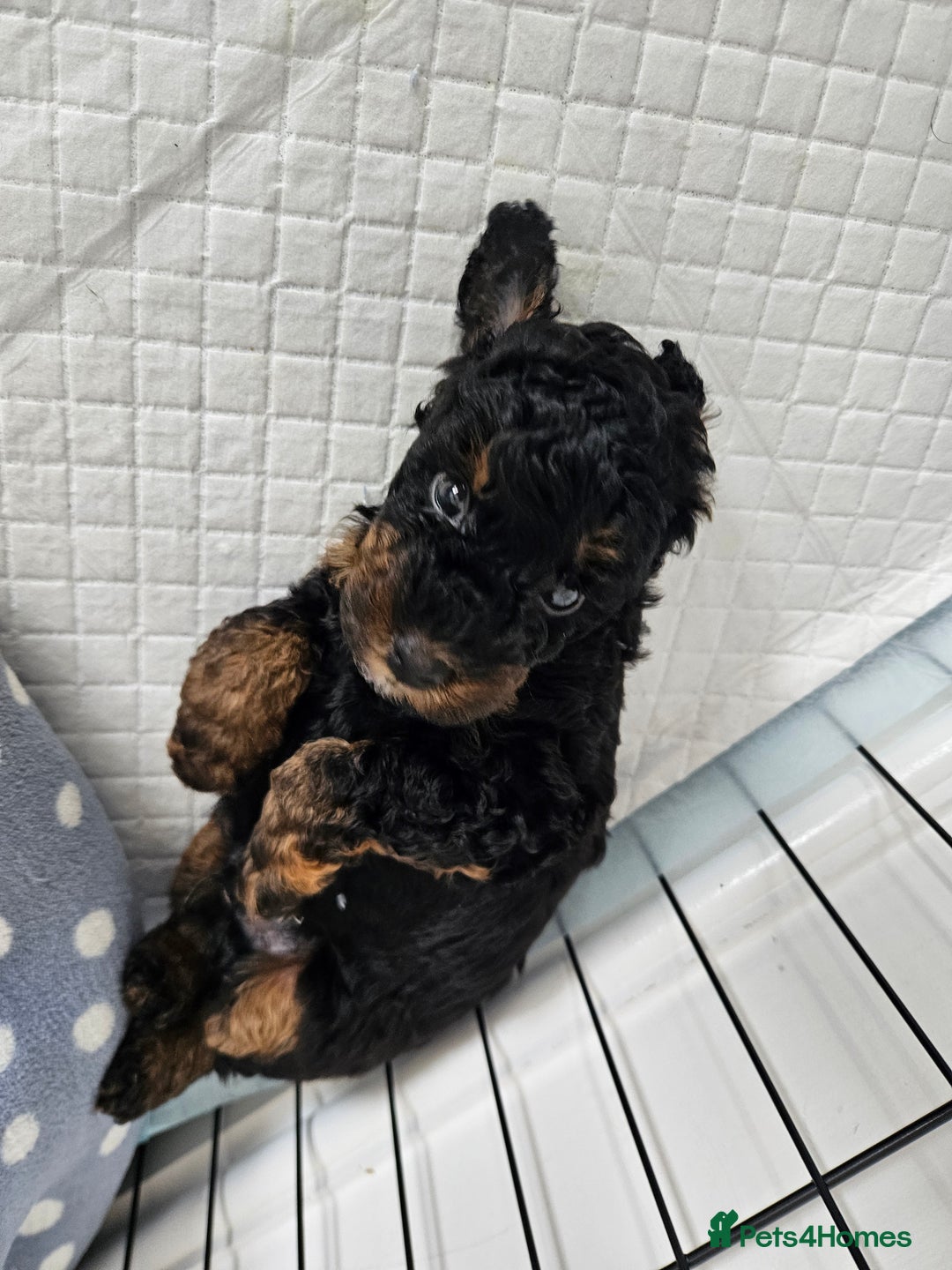 Toy Poodle dogs for sale: KC Black/Tan, Black/Cream Toy Poodles, READY NOW! in Morpeth - Image 17